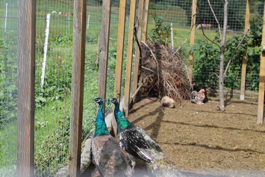Ferienwohnung Schwarzwaldhof Titisee-Neustadt Kültér fotó